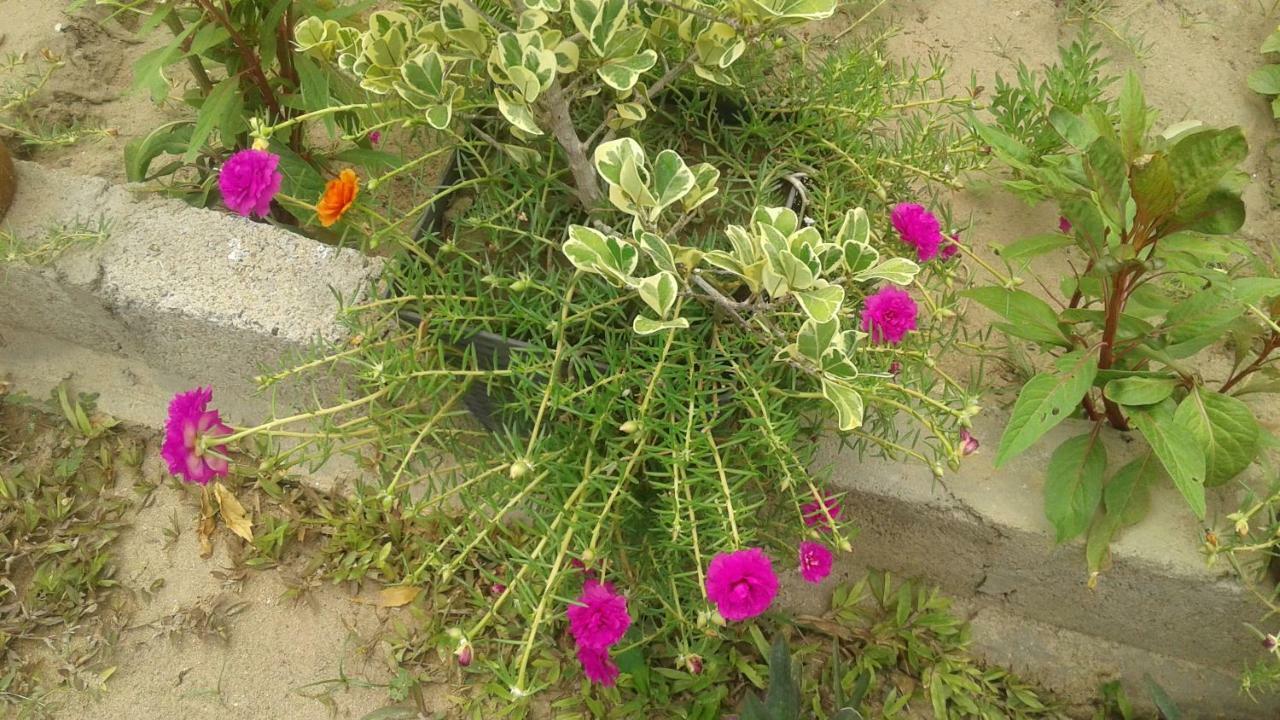 نيلافيلي Suman Beach Rooms المظهر الخارجي الصورة